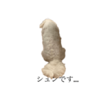 マルプーの日常2022