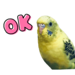 インコのゆずちゃんスタンプ