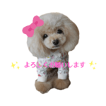 トイプードル☆スタンプ01