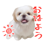 もちまる@ペキシーズ