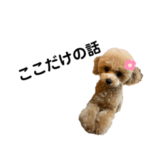 トイプードル＊みるく5