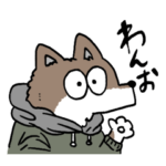 柴犬カイロとワンちゃんず