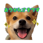 柴犬×チワワのすだちくん