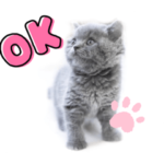 スコティッシュのもこ