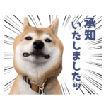 GO!GO!柴犬ズ