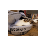 くまちゃんおもしろ