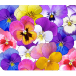 動いて癒されるパンジーとスミレと大文字