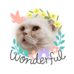 猫カフェ　花よりにゃんこ1