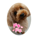 ココアおばあちゃんの毎日