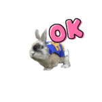 うさぎのまるち５