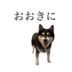 おじいちゃんの犬猫スタンプ