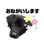 黒ラブ　かわいい