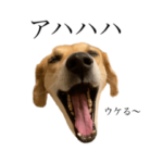 おじいちゃんの犬猫スタンプpart2