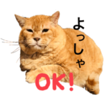 ボス猫チャ〜の土佐弁スタンプ