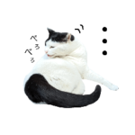 街ねこスタンプ！敬語３