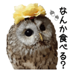 フクロウのお庭 ゆるフワ可愛いふくろうズ