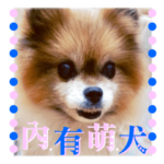 ポメラニアン-ニウエ