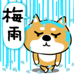柴犬の『梅雨。』