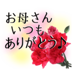 母の日に花を♪カーネーション