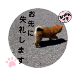 岐阜暁光荘 仔犬②