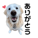 ゴールデンレトリバーコロンのスタンプ