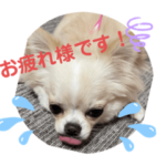 ちわわのきなこ2022