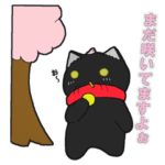 ミスターバッドキャット 春です