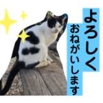 日々出会うねこと言葉のスタンプ2022