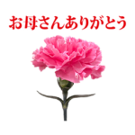 母の日　カーネーション　16個