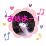 チャイくんandピンクちゃん2