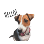 ジャック・ラッセル・テリア  ポニョ.ルミ