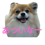 ぽにょってぃん