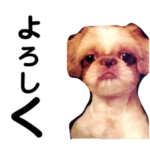 ラブリーポニョさん