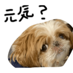 うちのポニョさん