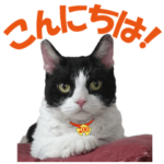 ZOO動物プロ キャットスター☆ トム