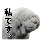 笑いアシカのワタナベさん