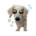 あたしンちのさくら