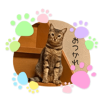 あたしンちの愛猫