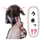 あたしンちのうさぎたちᕱ⑅ᕱ♥
