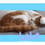 あたしンちのネコ