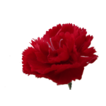 カーネーション