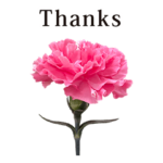 カーネーション　と　英語　English