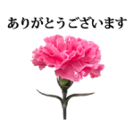 カーネーション　と　敬語