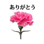 カーネーション　と　文字