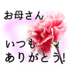 母の日に花を♪Part2 カーネーション