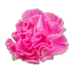 新花カーネーション　春幸せ明るさタンポポ