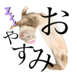 フェレット・チョコのきもち