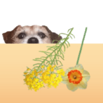 ジャックラッセルテリア！ 元気に動くよ！