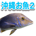 沖縄お魚2