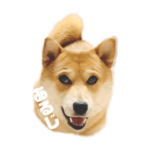 柴犬こむぎと主人のステップ